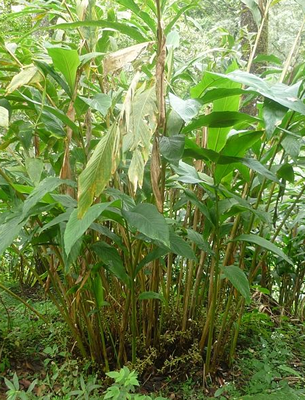 cardamome-plante-wiki