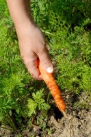 Remedio a base de zanahoria