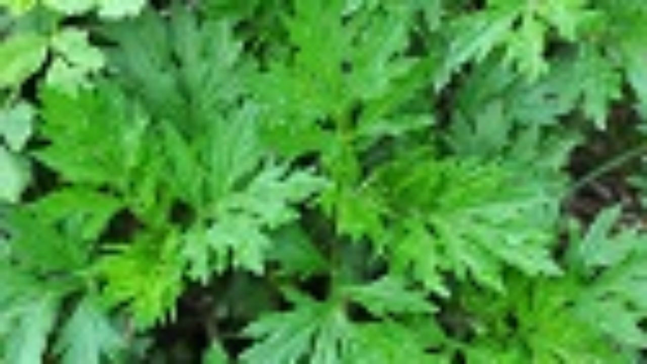 Artemisa Artemisia Vulgaris Creasalud Com